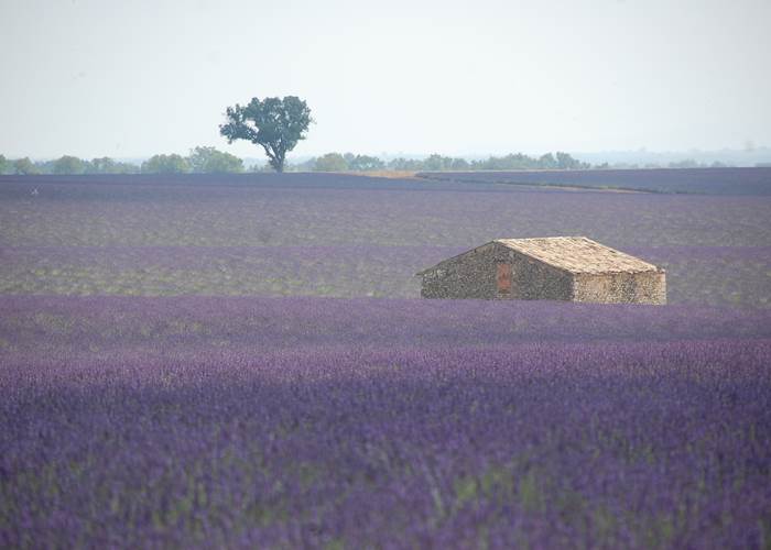 La Plateau de Valensole