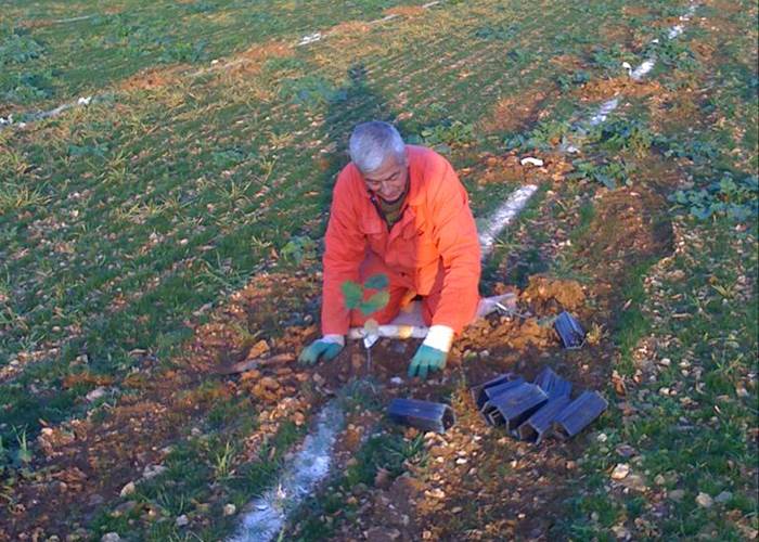 Philippe, plantation de la truffière