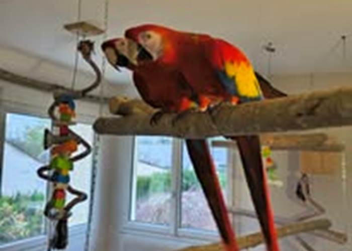 perroquets maison d’hôtes La Flèche expérience unique Sarthe