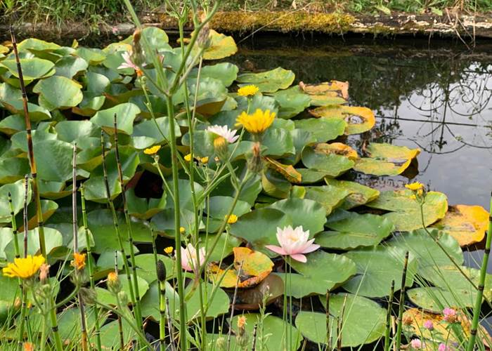 Nénuphars du grand bassin-page