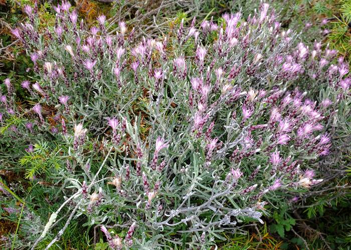Stéhéline douteuse ( Staehelina Dubia )