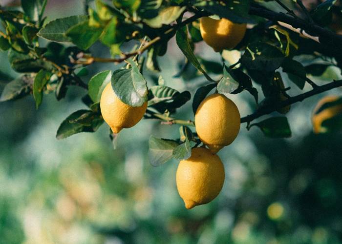 Fête du citron à Menton