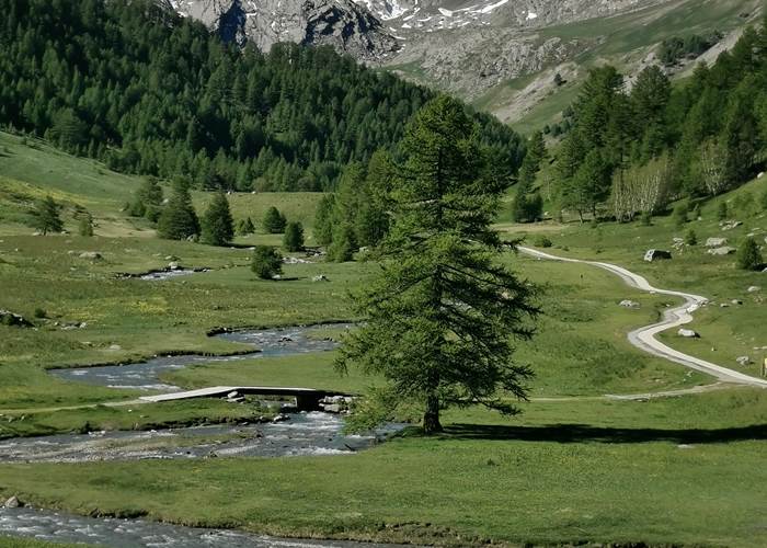 Le vallon du Lauzanier