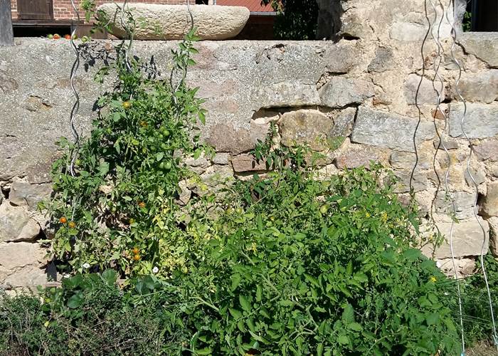 carré potager : les tomates cerises en fleurs-page