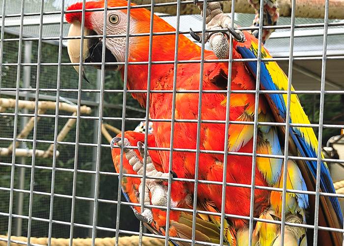 Babou, ara macao sociable et bavarde dans notre hébergement familial en Sarthe