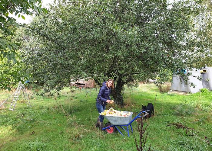cueillette des pommes