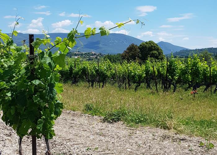 Vignes_et_collines_saint_saturnin_les_apt