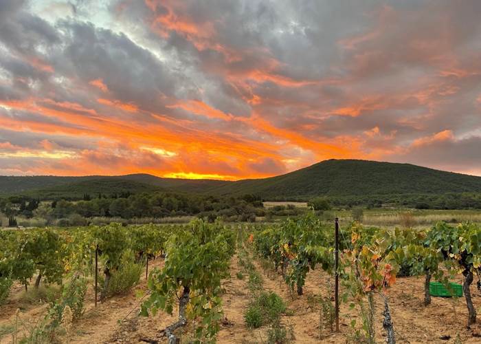 lever de soleil à la vigne