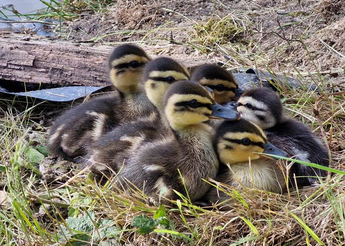Canetons sauvages nés au Moulin de Crouy