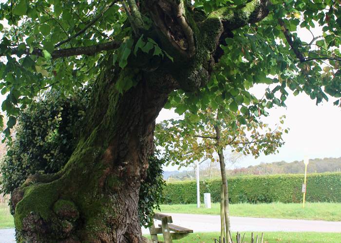 L'arbre de Ferage-news