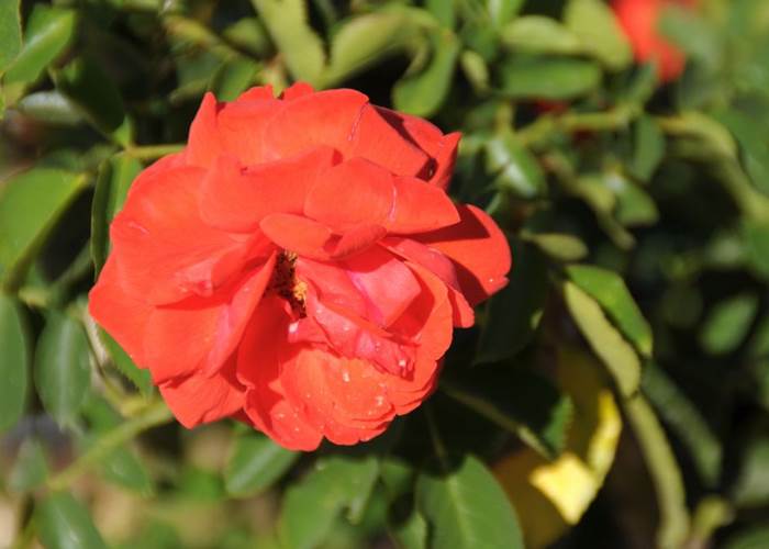 Jardin d'Alcinoos