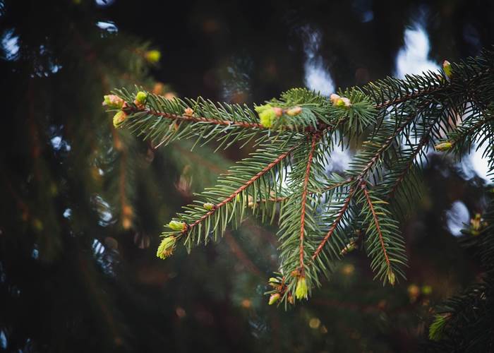 Bourgeons de sapin au printemps dans les Vosges
