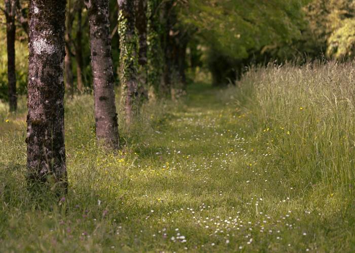 Chemin ombragé dans la prairie-page