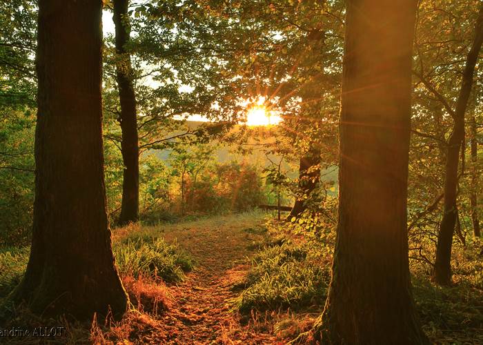 Forêt ardennaise