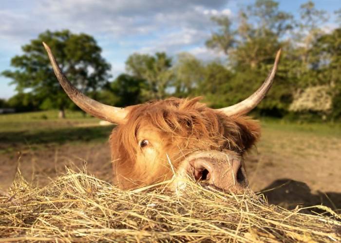 Harriet ou Hazel ? À vous de deviner !