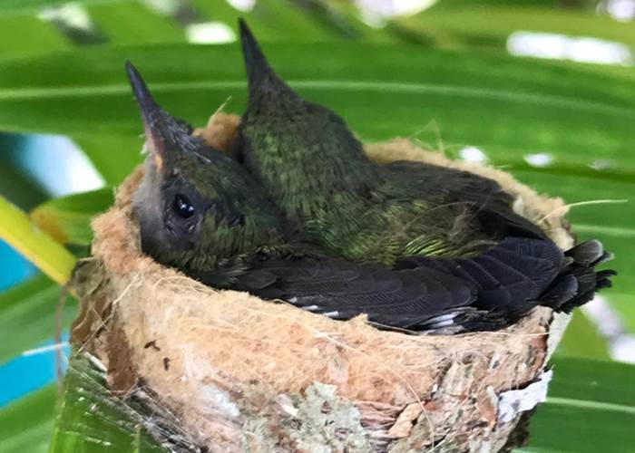 Iguane House villas & Micro Spa nos locataires perpétuels