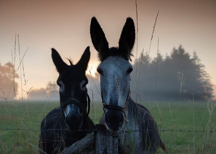 Ferme pédagogique ânes, lamas, alpagas, poneys, etc.