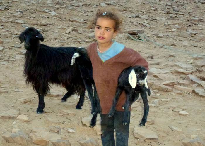 Petite fille nomade avec ses chèvres