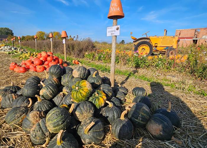 préparer Halloween à la Ferme du Maustichi