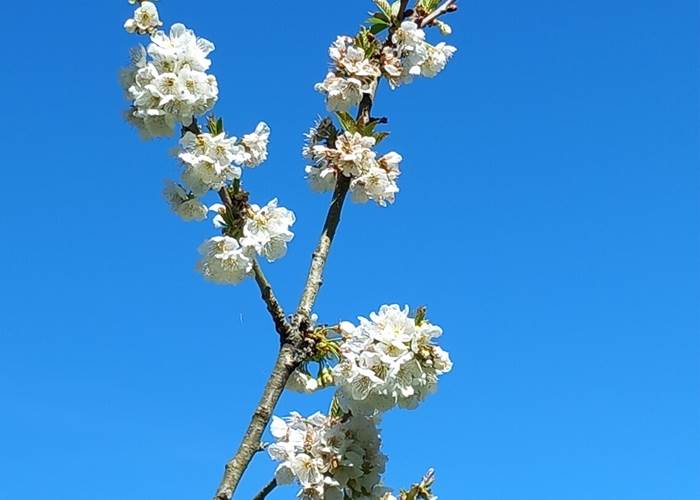 fleurs de cerisier au Moulin de Crouy