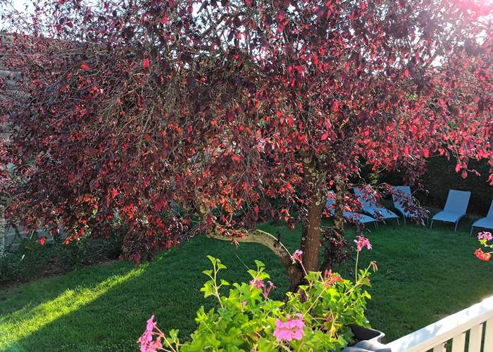 Le Prunus