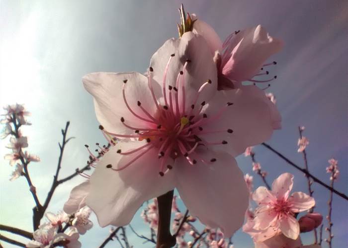 Les premiers arbres en fleurs 🌺🌸🌼