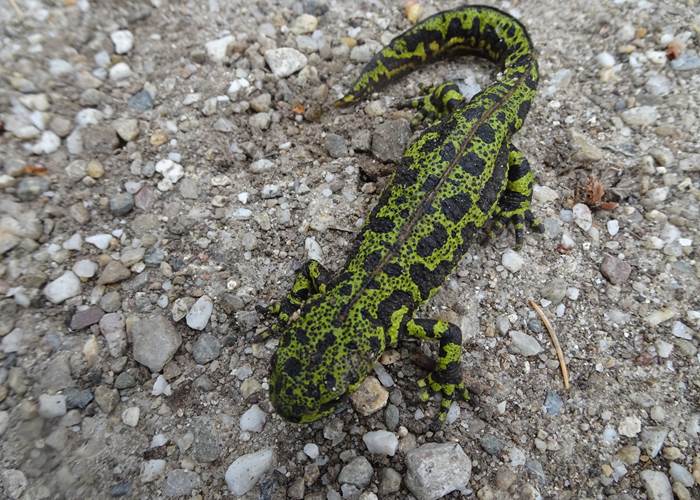 Une salamandre surprenante au cœur du domaine