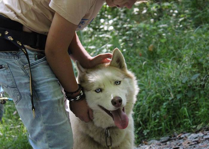Contact avec le chien