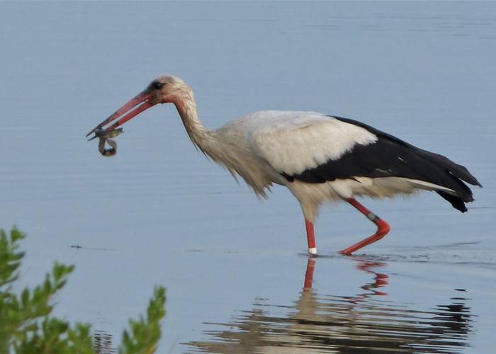 Parc Ornithologique Bassin d'Arcachon