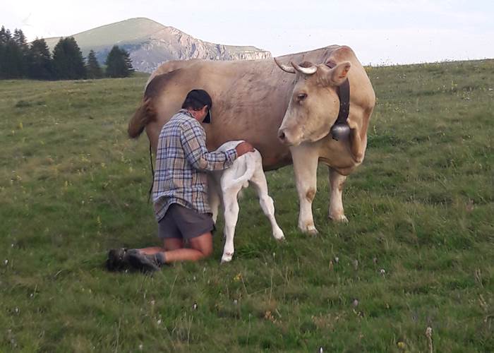Thierry et ses vaches