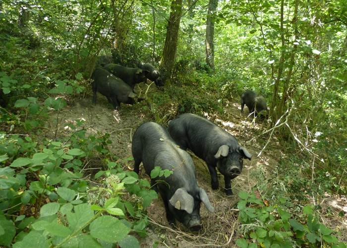 Les cochons dans les bois