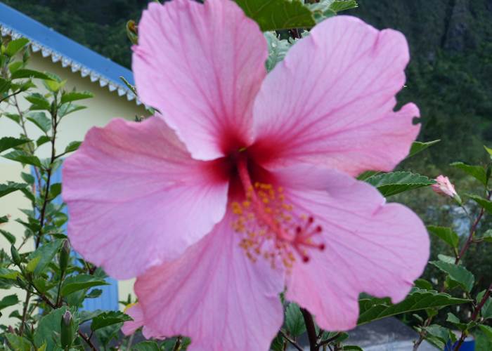 L'Orée du Maïdo - fleur d'hibiscus