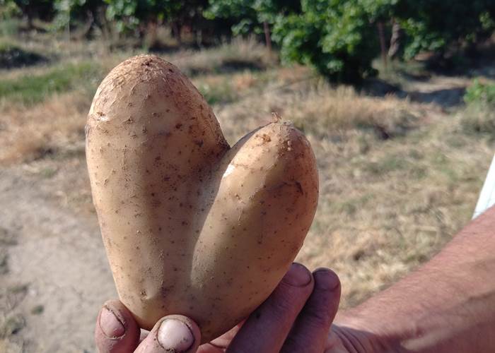 Une pomme de terre en cœur, un beau cadeau de la nature