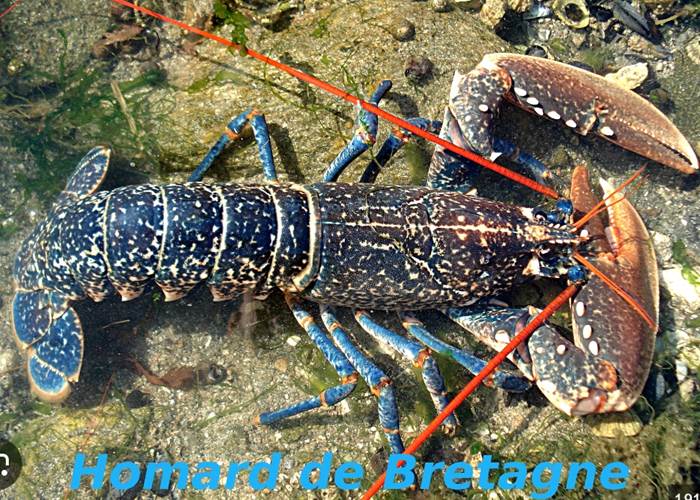 Homard de Bretagne