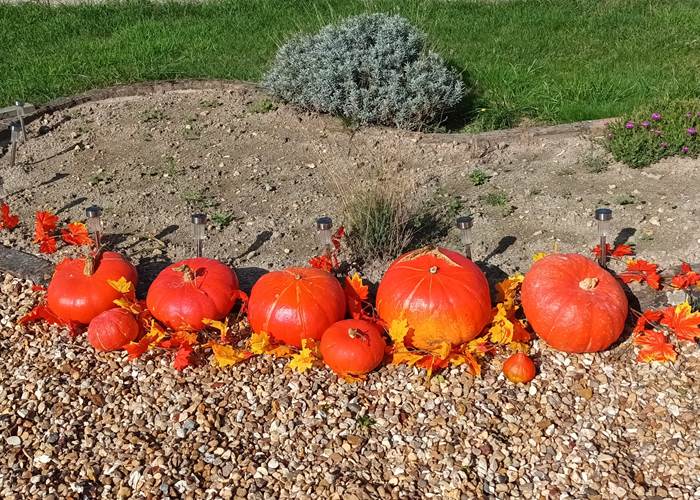 Citrouilles