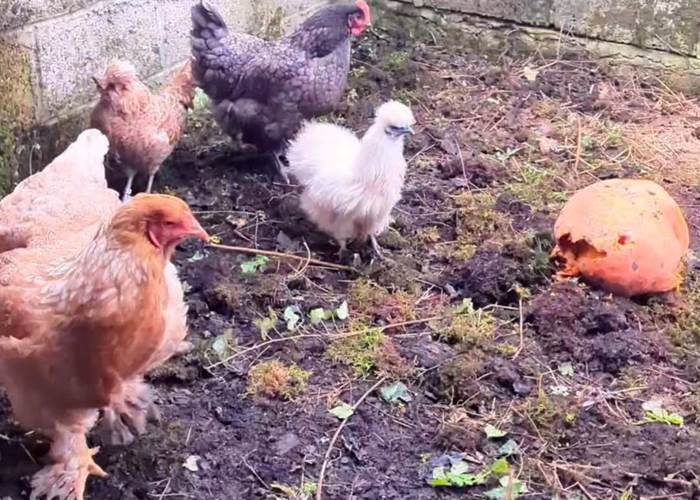 poule tri-sélectif recyclage hebergement-insolite