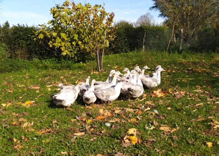 LES CANARDS