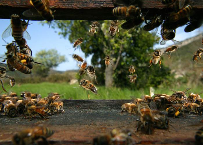 La Maison Des Abeilles