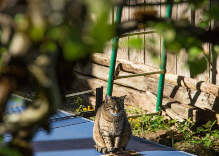 Table de ping-pong dans le jardin et joueur occasionnel !