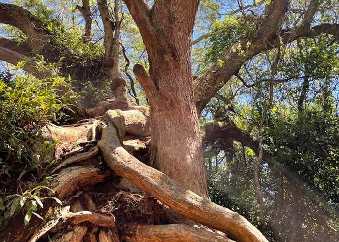 la puissance des arbres, ici un grand tamarin