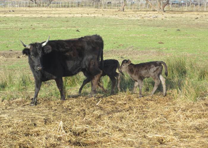 Mère et veaux en Camargue