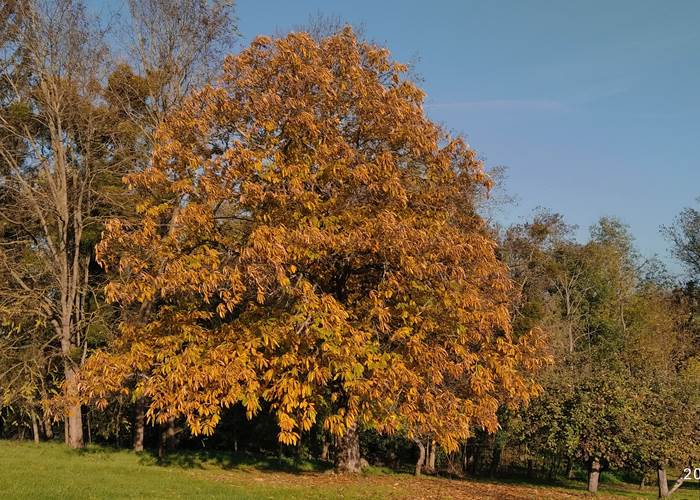 le jardin à l'automne