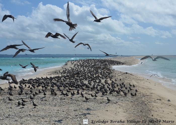 Ilôts de Sable Ile Ste Marie Madagascar 11