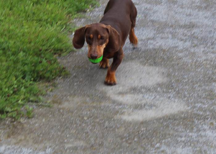 dogfriendly-petfriendly