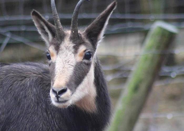 Chamois 3