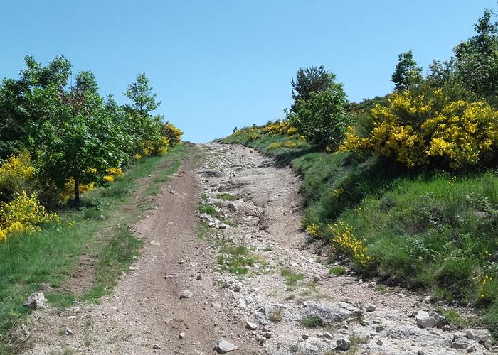 Chemin de randonnée en Margeride au milieu des genêts en fleur