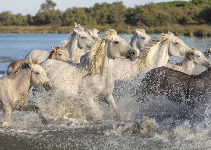 La Camargue