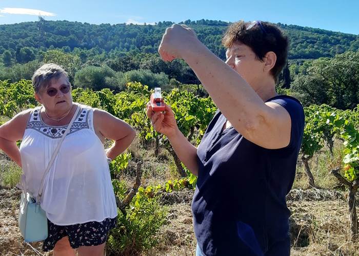 Nos hôtes en pleine activité pour découvrir les vendanges à Mailhac