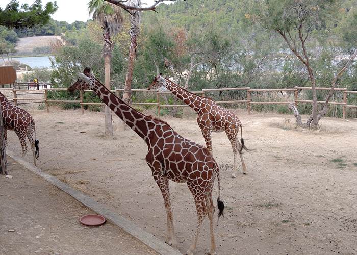 Réserve Africaine de Sigean