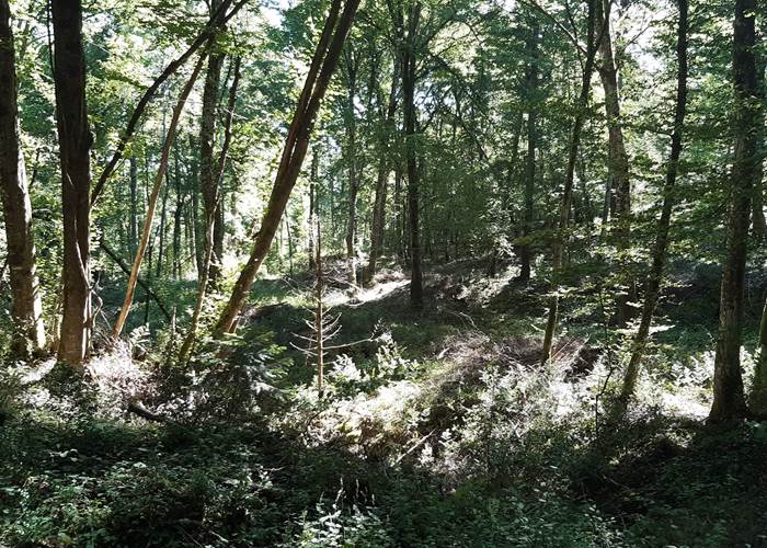 La forêt au coeur de votre séjour